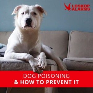 Dog Poisoning & How To Prevent It